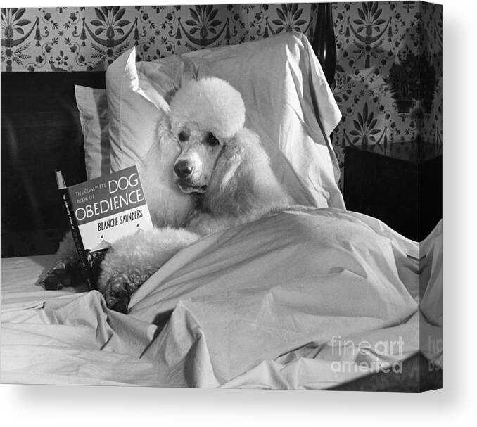 Animal Canvas Print featuring the photograph Dog Reading in Bed by M E Browning and Photo Researchers