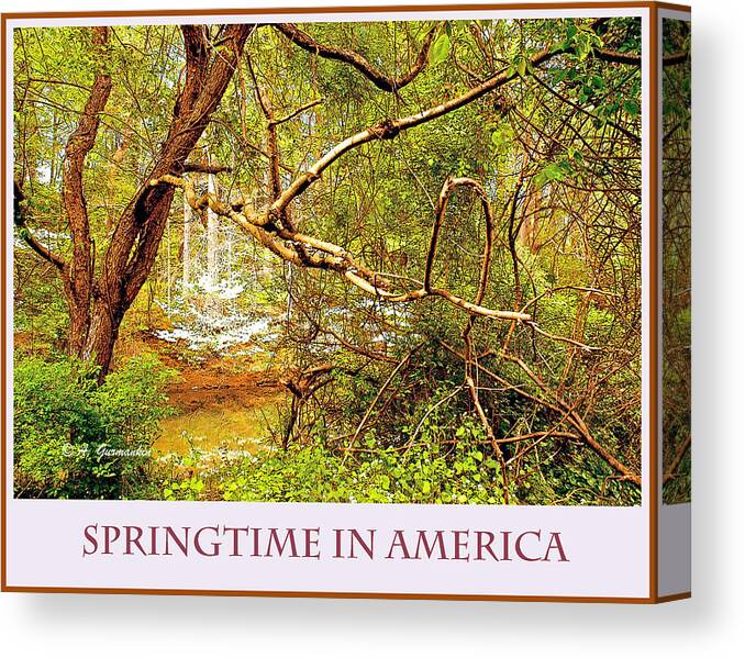 Dogwood Tree Canvas Print featuring the photograph Dogwood Tree in the Forest Spring by A Macarthur Gurmankin