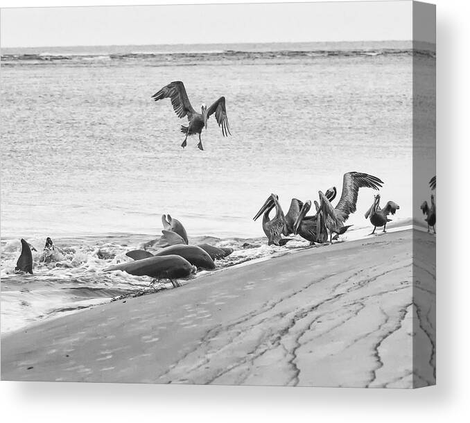 Dolphin Canvas Print featuring the photograph Dolphin and Pelican Party by Patricia Schaefer