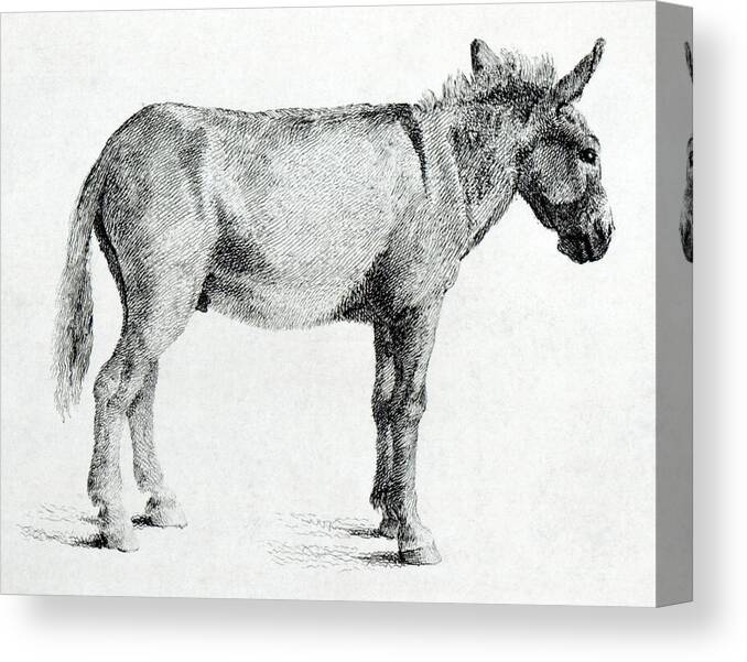 Donkey Canvas Print featuring the drawing Donkey by George Stubbs