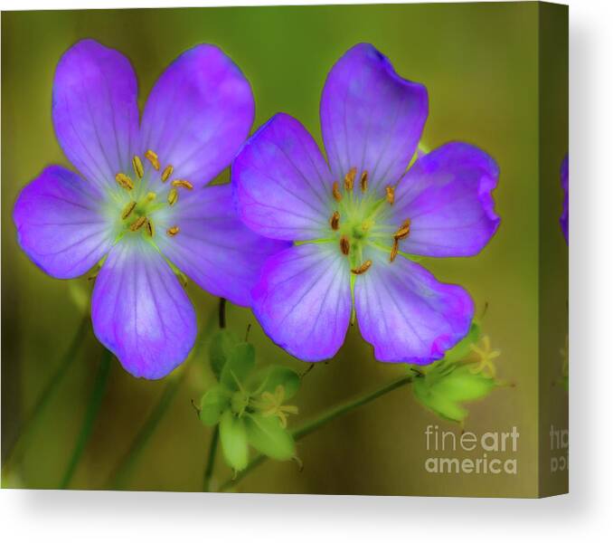 Flower Canvas Print featuring the photograph Double Beauty by Rod Best