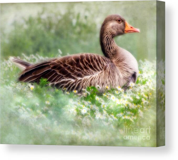 Green Canvas Print featuring the photograph Down With The Daisies by Linsey Williams