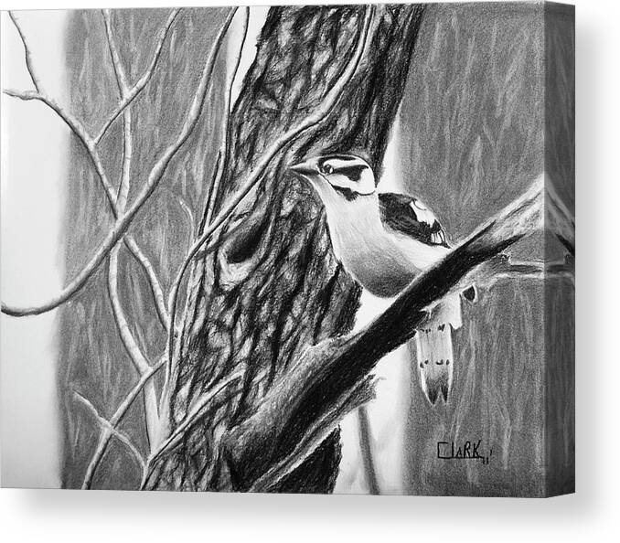 Nature Canvas Print featuring the drawing Downy by Wade Clark