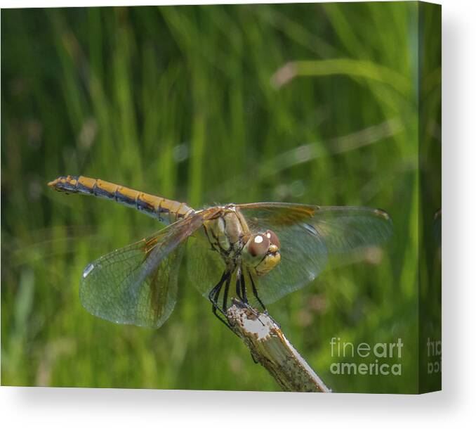 Dragonfly Canvas Print featuring the photograph Dragonfly 7 by Christy Garavetto