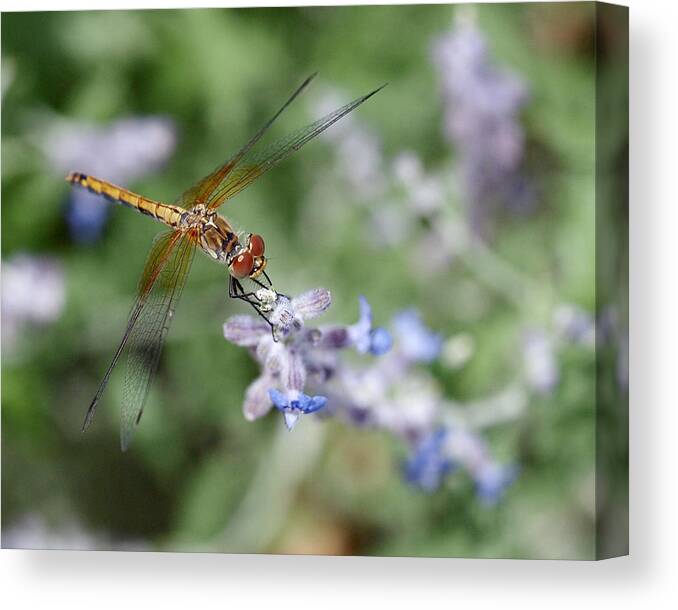 Dragonfly Canvas Print featuring the photograph Dragonfly in the Lavender Garden by Rona Black