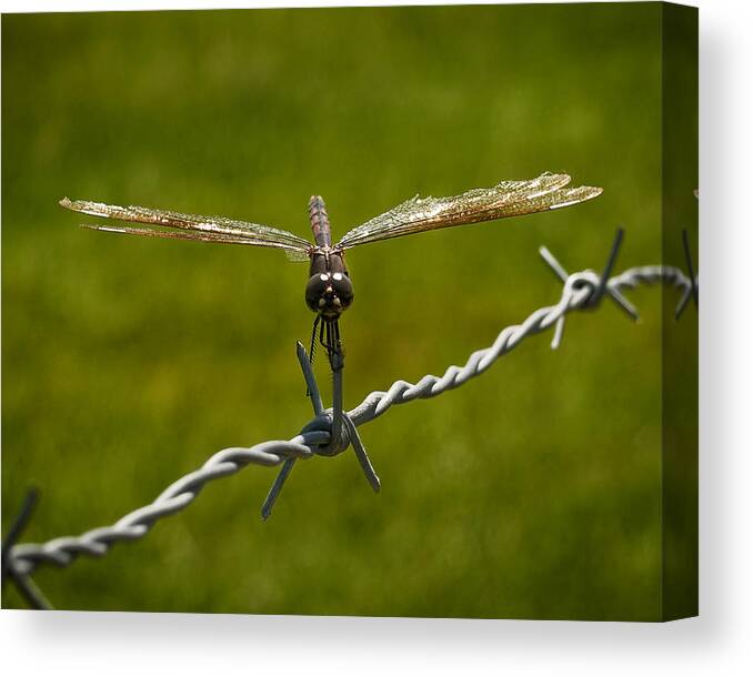 Dragonfly Canvas Print featuring the photograph Dragonfly by Laurie Hasan
