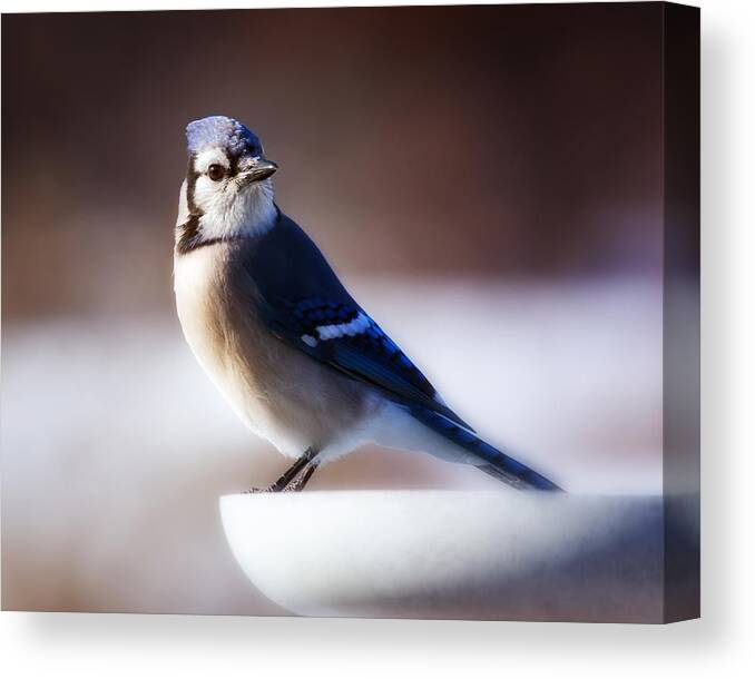 Bird Canvas Print featuring the photograph Dreamy Blue Jay by Al Mueller