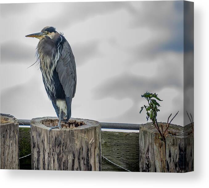 Blue Heron Canvas Print featuring the photograph Dreay Day at the Ocean by Jerry Cahill