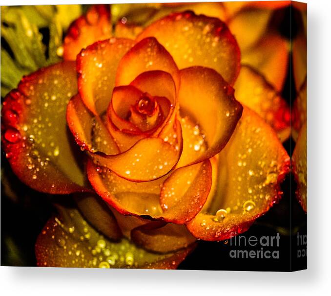 Rose Canvas Print featuring the photograph Droplet rose by Gerald Kloss