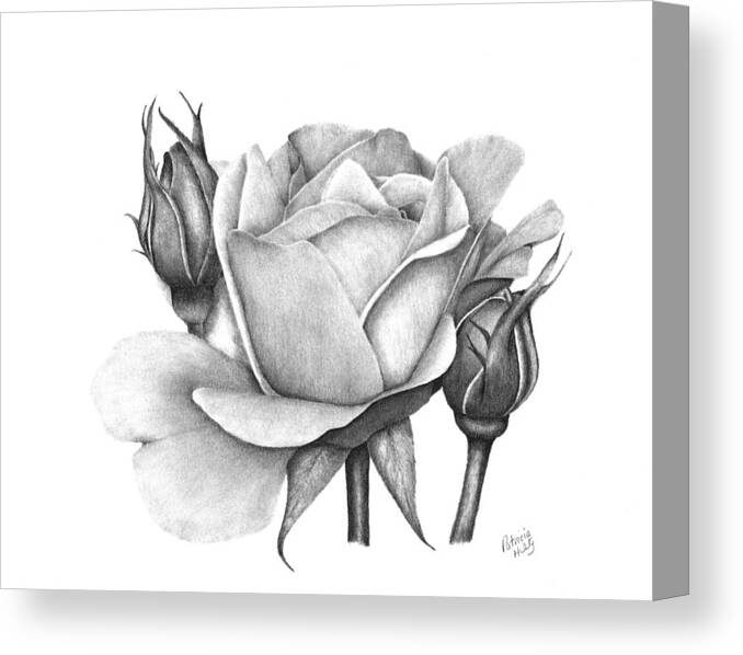 Rose Canvas Print featuring the drawing Drum Rose by Patricia Hiltz