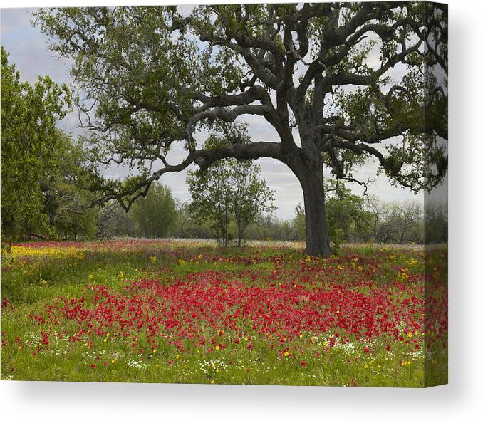 00442654 Canvas Print featuring the photograph Drummonds Phlox Meadow Near Leming Texas by Tim Fitzharris