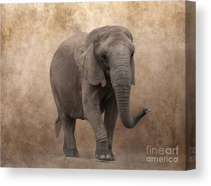 Elephant Canvas Print featuring the photograph Dry Lands by Lynn Jackson