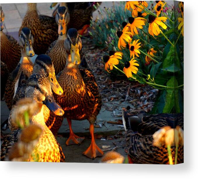 Ducks Canvas Print featuring the photograph Ducks And Coneflowers by Katy Hawk