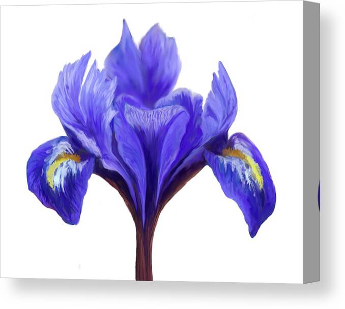 Dutch Iris Canvas Print featuring the digital art Dutch Iris by Cynthia Westbrook