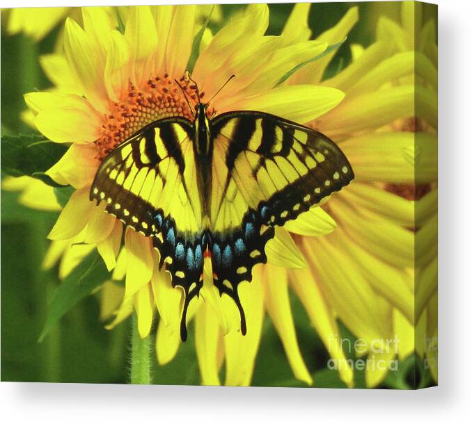 Sunflowers Canvas Print featuring the photograph Eastern Tiger Swallowtail Butterfly by Scott Cameron