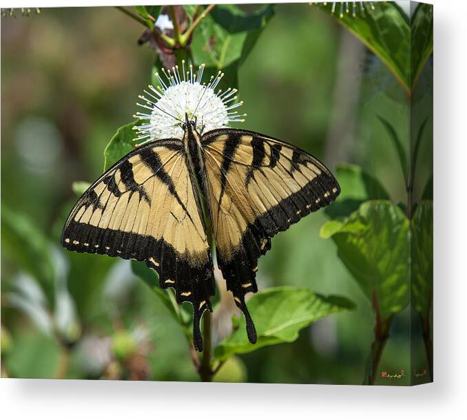 Marsh Canvas Print featuring the photograph Eastern Tiger Swallowtail DIN0254 by Gerry Gantt