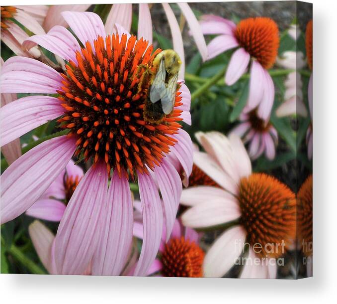 Echinacea Purpura Canvas Print featuring the photograph Echinacea Tea Time For Bee by Kristin Aquariann