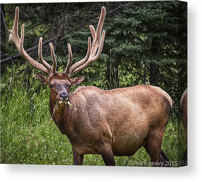 Eating Canvas Print featuring the photograph Elk Buck by Mark Peavy