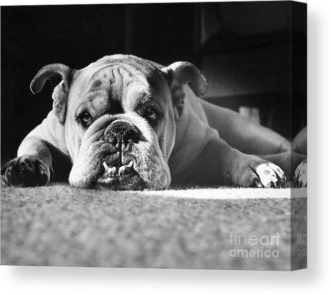 Animal Canvas Print featuring the photograph English Bulldog by M E Browning and Photo Researchers