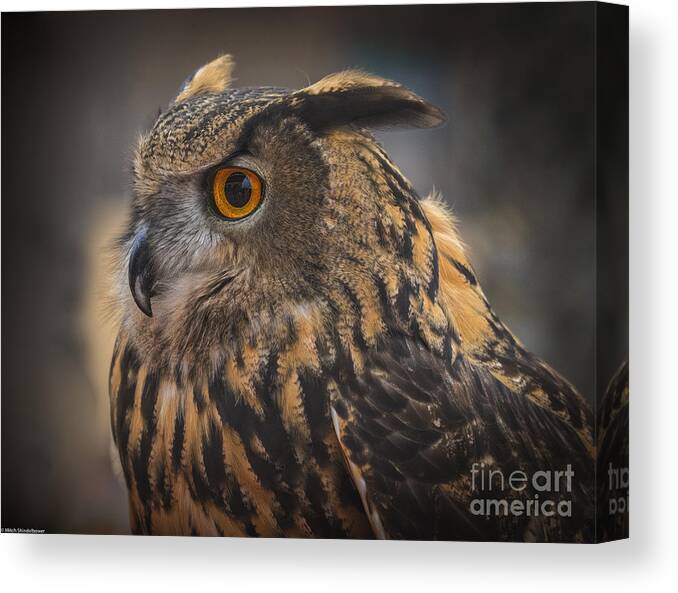 Eurasian Eagle Owl Canvas Print featuring the photograph Eurasian Eagle Owl Portrait 2 by Mitch Shindelbower