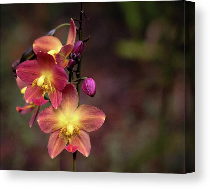 Orchids Canvas Print featuring the photograph Exotic Orchid 2 by Susan Rissi Tregoning