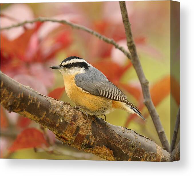 Red Breasted Nuthatch Canvas Print featuring the photograph Fall Colors Nuthatch by Lara Ellis
