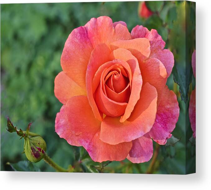 Roses Canvas Print featuring the photograph Fall Gardens Harvest Rose 1 by Janis Senungetuk