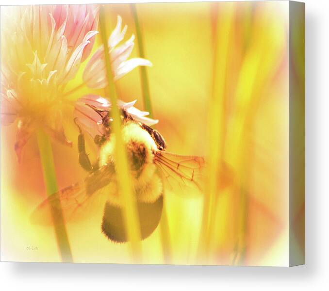 Bees Canvas Print featuring the photograph Fame is a bee by Bob Orsillo