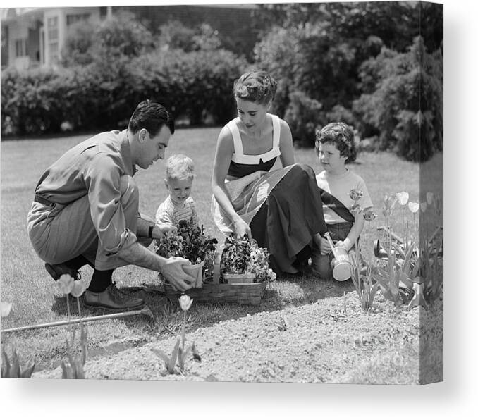 1950s Canvas Print featuring the photograph Family In Garden Planting Flowers by H. Armstrong Roberts/ClassicStock