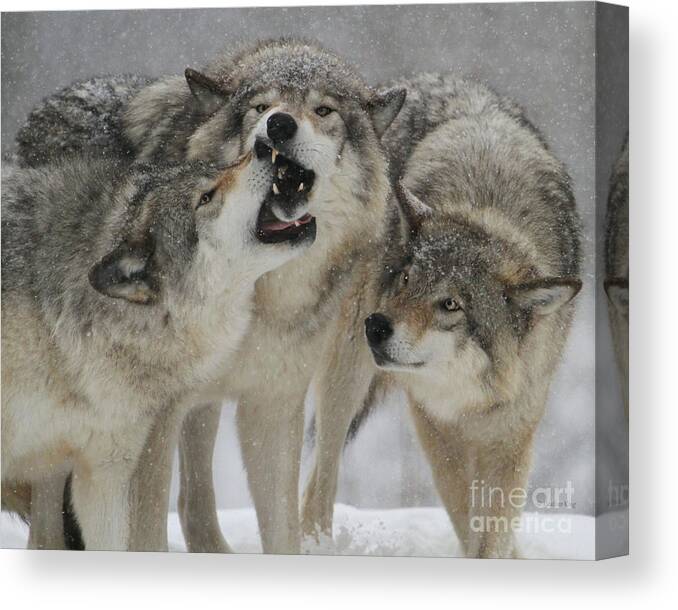 Snow Canvas Print featuring the photograph Family Squabble by Heather King