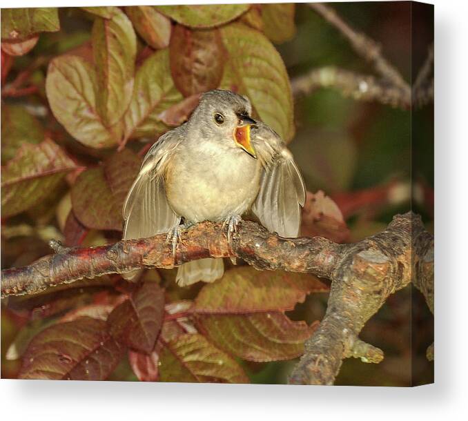 Baby Bird Canvas Print featuring the photograph Feed Me by Lara Ellis