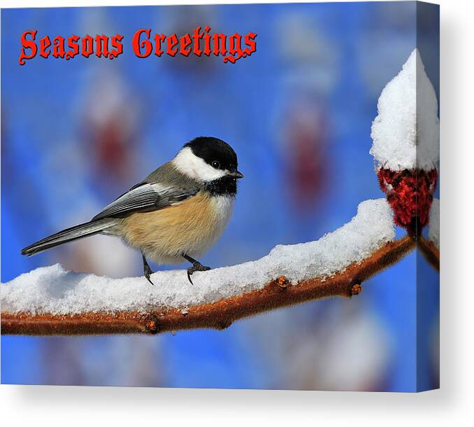 Black-capped Chickadee Canvas Print featuring the photograph Festive Chickadee by Tony Beck