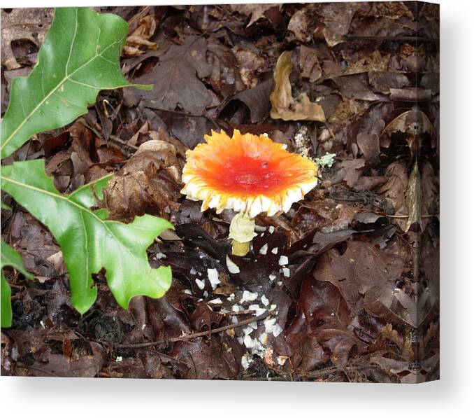 Nature Canvas Print featuring the photograph Firey Topped Mushroom by Stephanie H Johnson