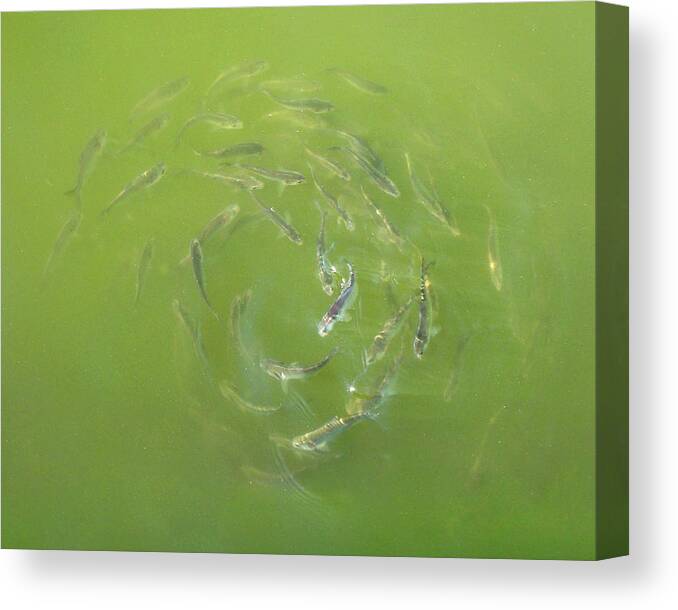Fish Canvas Print featuring the photograph Fish Portal by Adam Long