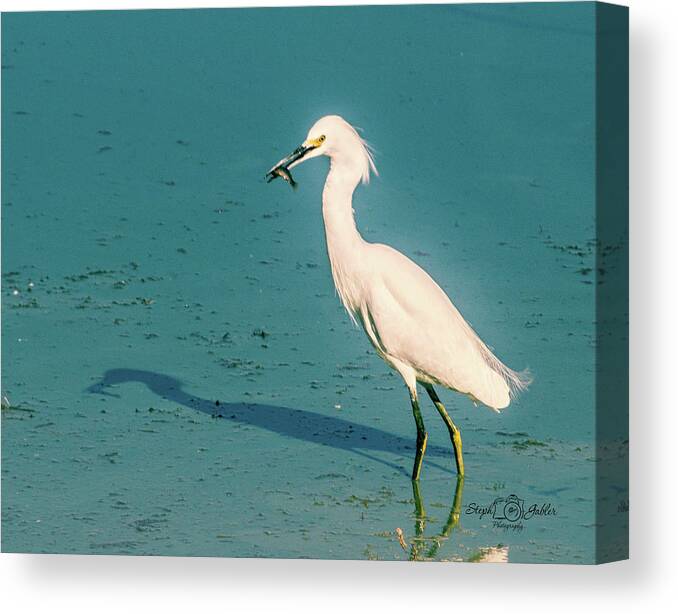 Egret Canvas Print featuring the photograph Fishing for Lunch by Steph Gabler
