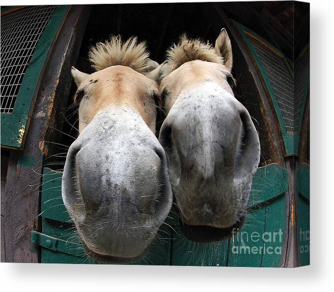 Fjord Horses Canvas Print featuring the photograph Fjord Horse Noses by Carien Schippers