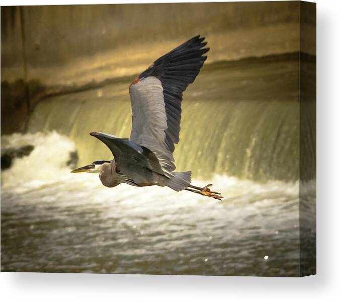 Nature Canvas Print featuring the photograph Flight Below The Falls by Steve Marler