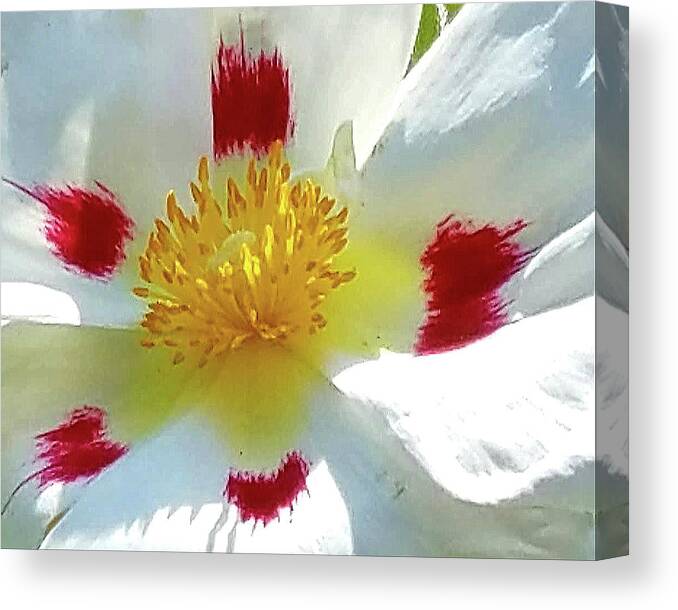 Flowers Canvas Print featuring the photograph Floral Impressions by Suzy Piatt