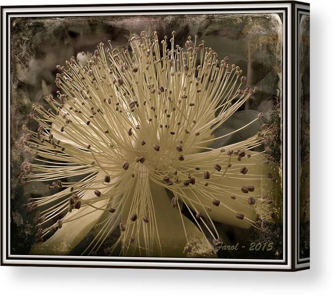 Flower Canvas Print featuring the photograph Adventure in Grey by Farol Tomson
