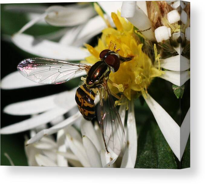 Insect Canvas Print featuring the photograph Flower Fly on Wildflower by William Selander
