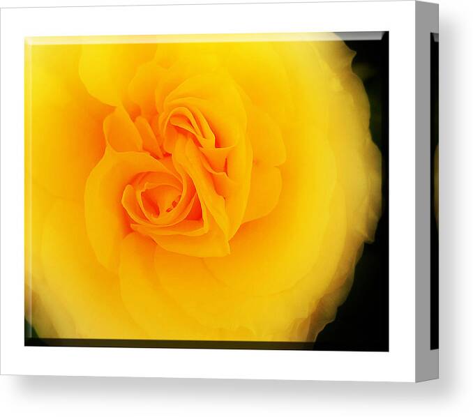 Flower Canvas Print featuring the photograph Flower by Mal Bray