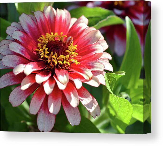 Zinnia Flower Canvas Print featuring the photograph Zinnia red and white by Ronda Ryan