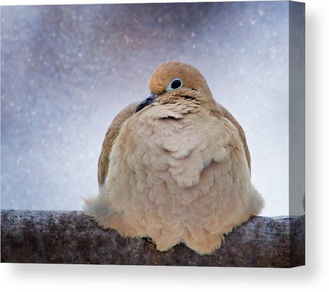 America Canvas Print featuring the photograph Fluffy Mourning Dove by Al Mueller