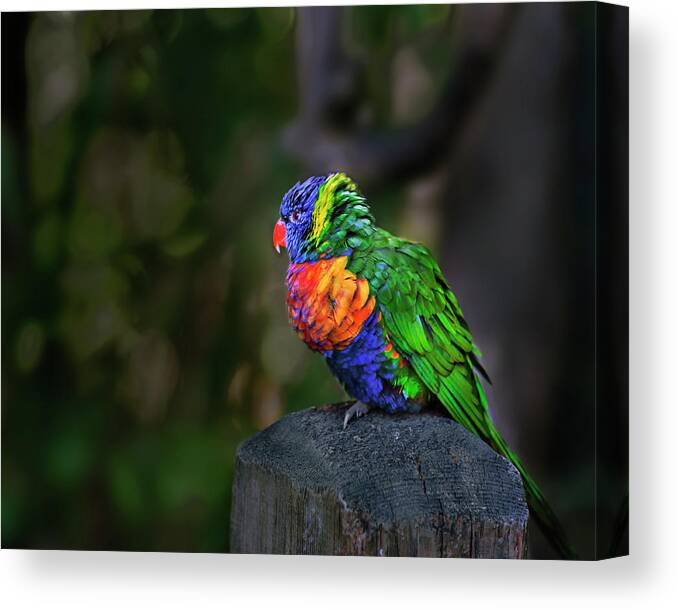 Bird Canvas Print featuring the photograph Flying Colors by John Christopher