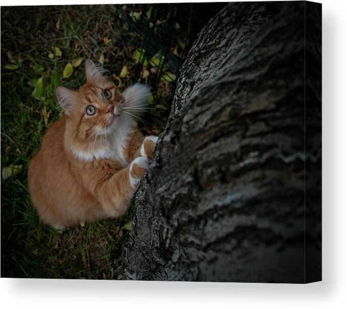 Orange Tabby Cat Canvas Print featuring the photograph Focused by ShaddowCat Arts - Sherry