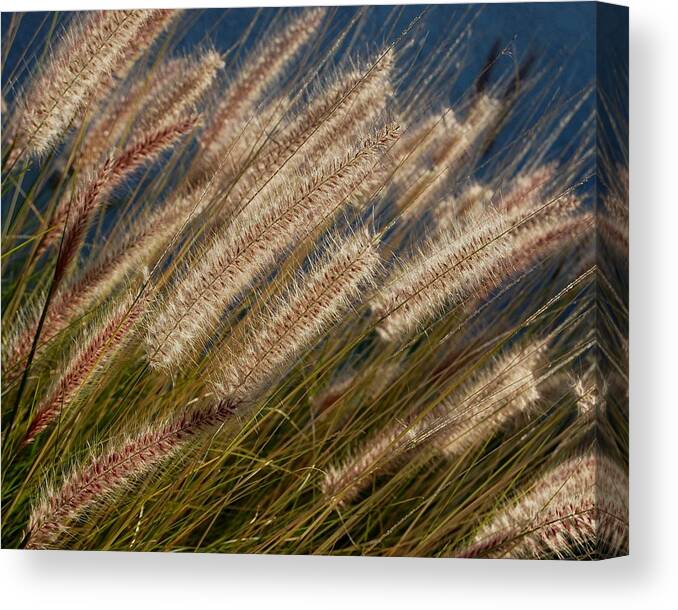 Foxtails Canvas Print featuring the photograph Foxtails by John Malmquist