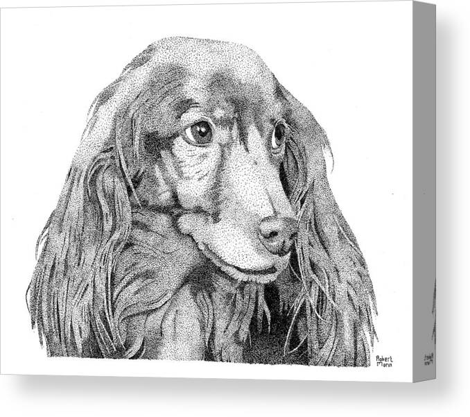 Longhair Dachshund Canvas Print featuring the drawing Fred by Robert Morin