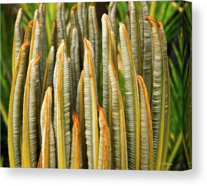 Cycad Canvas Print featuring the photograph Fresh Fronds by Christopher Holmes