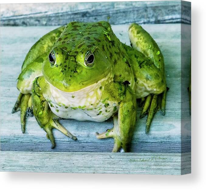 Frog Canvas Print featuring the photograph Frog Portrait by Ed Peterson