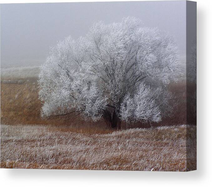 Cottonwood Canvas Print featuring the photograph Frost and Fog by Alana Thrower